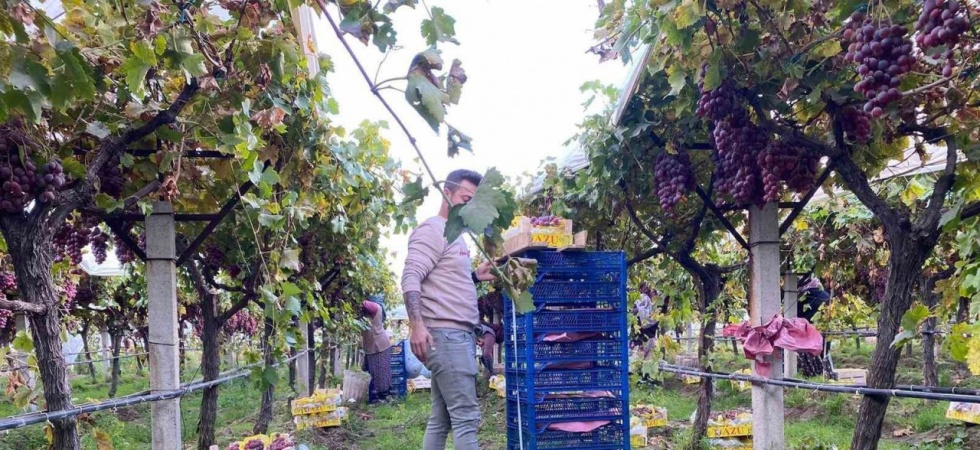 Sarıgöl’de üzüm hasadı devam ediyor
