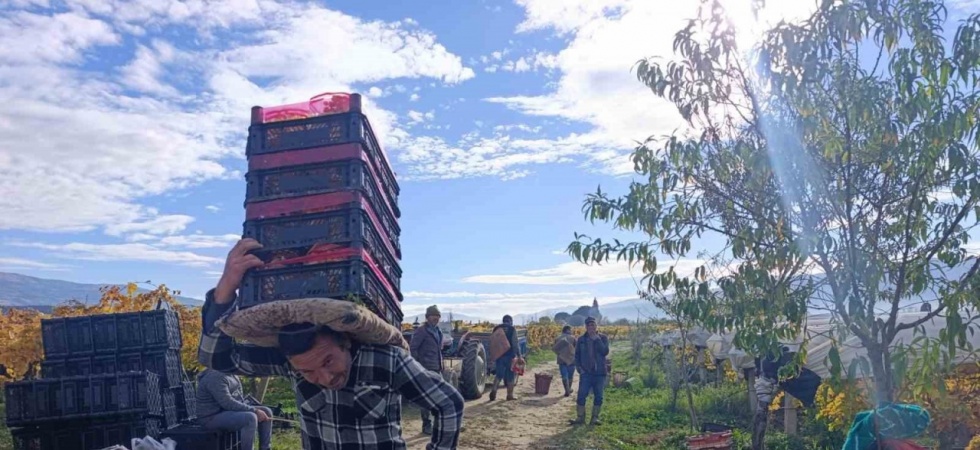 Sarıgöl’de üzüm kesimi aralık ayında da sürüyor