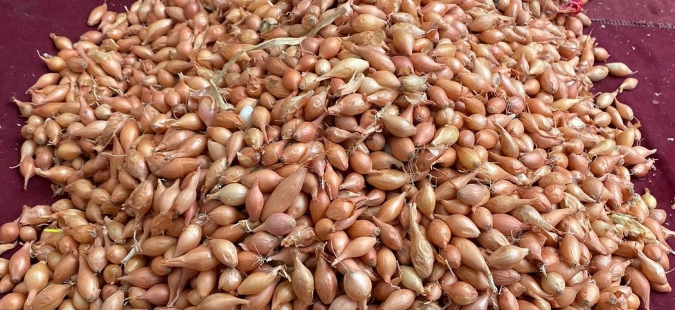 Soğan üreticilerine ‘Dikim zamanı’ uyarısı