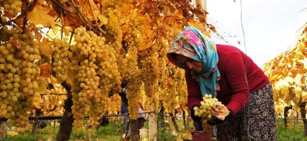 Üzüm hasadında sona yaklaşıldı