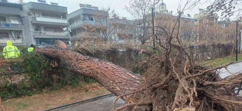 Salihli’yi fırtına vurdu, ağaçlar devrildi, çatılar uçtu