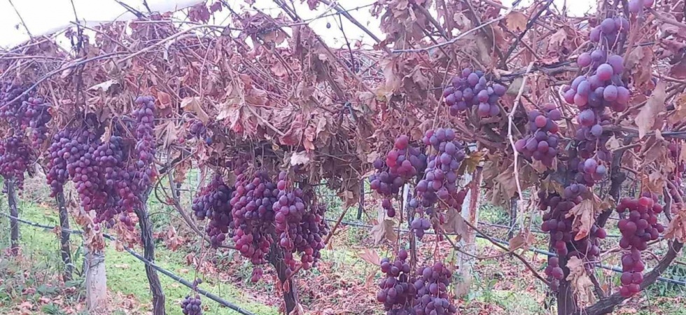 Sarıgöl’de 2025 yılı üzümleri dalında bekletip 2026’nın ilk günü hediye etti