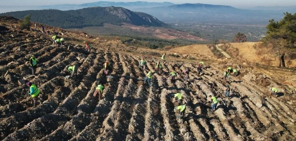 Akhisar’da yanan alanlar yeniden yeşeriyor: 2 milyon 325 bin fidan toprakla buluşacak