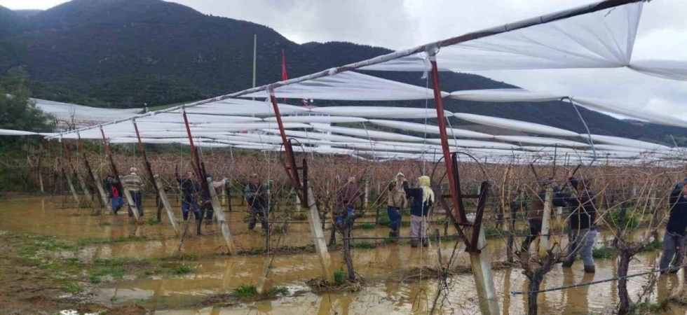 Göle dönen bağlarda budama mücadelesi