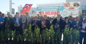 Büyükşehirden Selendili çiftçilere fidan desteği