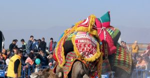 Salihli deve güreşi festivaline hazırlanıyor
