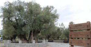 1655 yıllık zeytin ağacı turizme kazandırılıyor