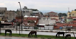 Başıboş bırakılan atlar tehlikeye davetiye çıkardı