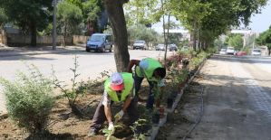 Turgutlu’da refüjler güllerle donatılıyor