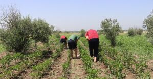 Hobi bahçeleri ve kurslarla ruhsal sorunlarını aşıyorlar