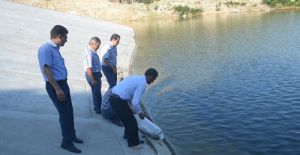 Kula’da gölete 5 bin balık bırakıldı