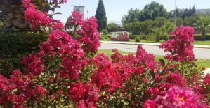 Yaz çiçekleri Alaşehir’i renklendiriyor