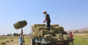 Alaşehir Belediyesi’nden hayvan üreticilerine destek