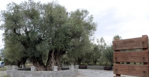 En fazla sofralık zeytin ağacı Manisa’da