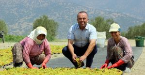 Ziraat Odasından "Üzümünü açığa dökme" uyarısı