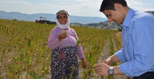 KAYMAKAM ÖZDEMİR TÜTÜN TARLASINDA TÜTÜN KIRDI