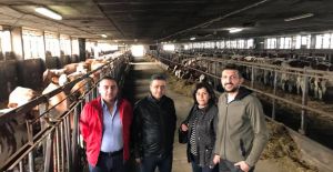 Kula'da Süt Üreticileri Destekleniyor