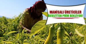 MANİSALI ÜRETİCİLER DEVLETTEN PRİM BEKLİYOR!