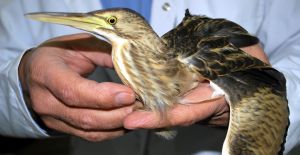 Yaralı Balaban Kuşu Tedavi Altına Alındı