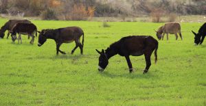 Eşek sütüyle şifa buldu, çiftliğini kurdu