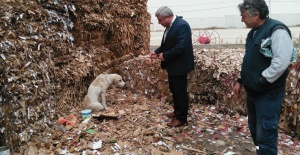 Kazada Yaralanan Köpeğe Zabıtadan Yardım Eli