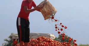 Manisa Domates Üretiminde Bakın Kaçıncı Sırada