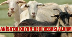 Manisa'da koyun-keçi vebası alarmı
