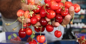 Dünyanın Kirazı Manisa'dan