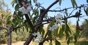 Turgutlu'da kiraz ve erik ağaçları çiçek açtı