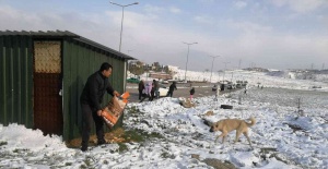 Alaşehir Belediyesi sokak ve yaban hayvanlarına...