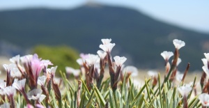 Spil Dağı Milli Parkı'nın endemik tür bitki ve çiçekleri fotoğraflandı