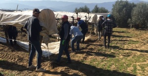 Sarıgöl’de uyanan üzüm bağları koruma altına alındı
