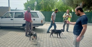 Manisa’da pitbull ile oklu kirpi avlayan...