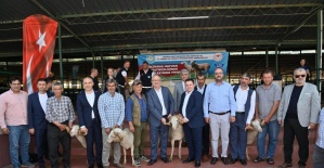 Başkan Ergün damızlık koçları hayvan yetiştiricilerine teslim etti
