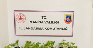 Dikime hazır fide halinde 733 kök kenevir ele geçirildi