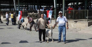 Manisa’da damızlık koçlar sahiplerini buldu