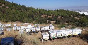 Arı kuşları 25 kovanı telef etti
