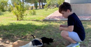 Kedi ve köpeğin örnek dostluğu