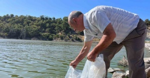 Manisa’nın göletlerine 30 bin yavru sazan balığı bırakıldı