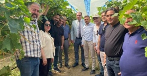Sarıgöl’de örtü altı üzüm yetiştiriciliği yaygınlaştırılacak