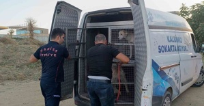 Turgutlu’da dere yatağında mahsur kalan köpek kurtarıldı