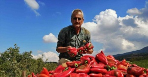 Salihli’de kapya biber bereketi