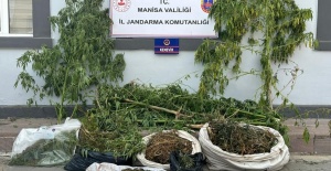 Sazlıkların arasında kenevir ve esrar ele geçirildi