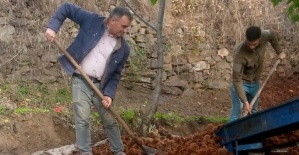 Kestanede bu yıl verim az kalite yüksek