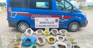 Zeytin hırsızları jandarmadan kaçamadı