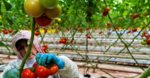 Seracılığın merkezi Hollanda’ya Manisa seralarından domates ihracatı
