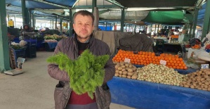 Kendiliğinden yetişen çaşır otu yok satıyor