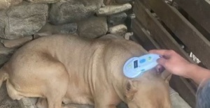 Manisa’da pitbull besleyen iki kişiye 304 bin lira ceza