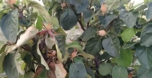 Manisa’da üreticilere ‘ateş yanığı’ uyarısı