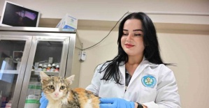 Minik Patiler Kliniği’nde kısırlaştırılan kedi sayısı 3 bini geçti